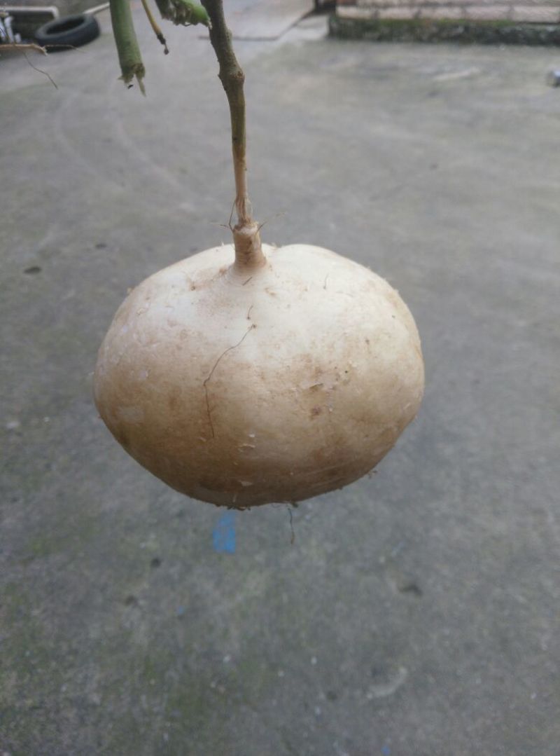 凉薯