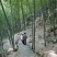 绿竹2~3m