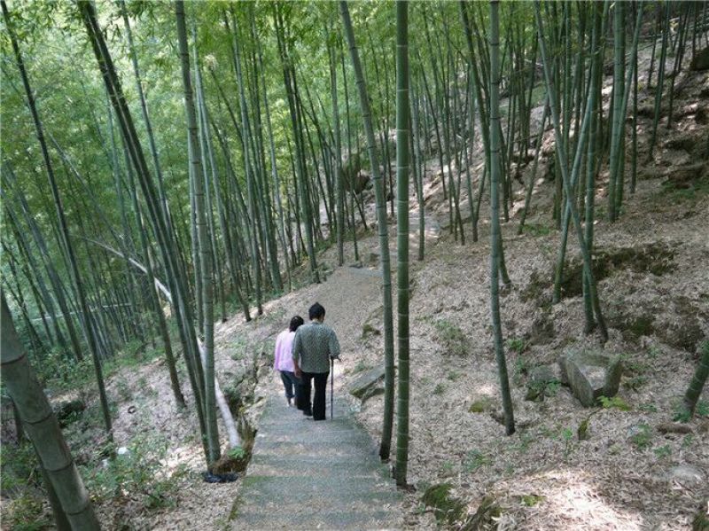 绿竹2~3m