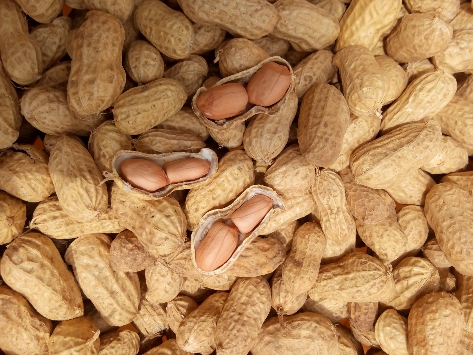 带壳花生安徽滁州凤阳县_批发_供应-一亩田农