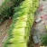 【推荐】红帽蒜薹50~60厘米冷库大量供应量大优惠