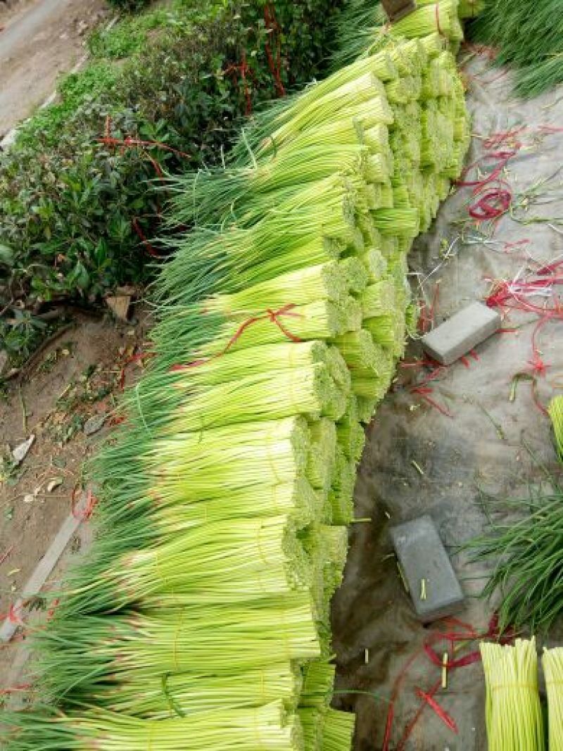 【推荐】红帽蒜薹50~60厘米冷库大量供应量大优惠