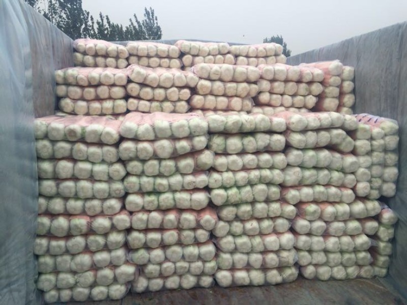 定州冬储三号白菜大量现货，菜绿无烧心，诚信代收产地货源
