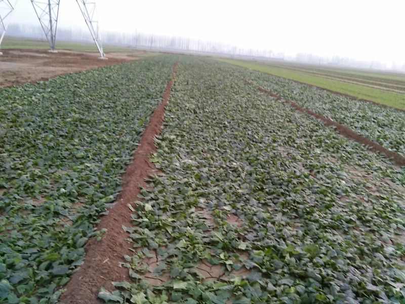 黑叶菠菜