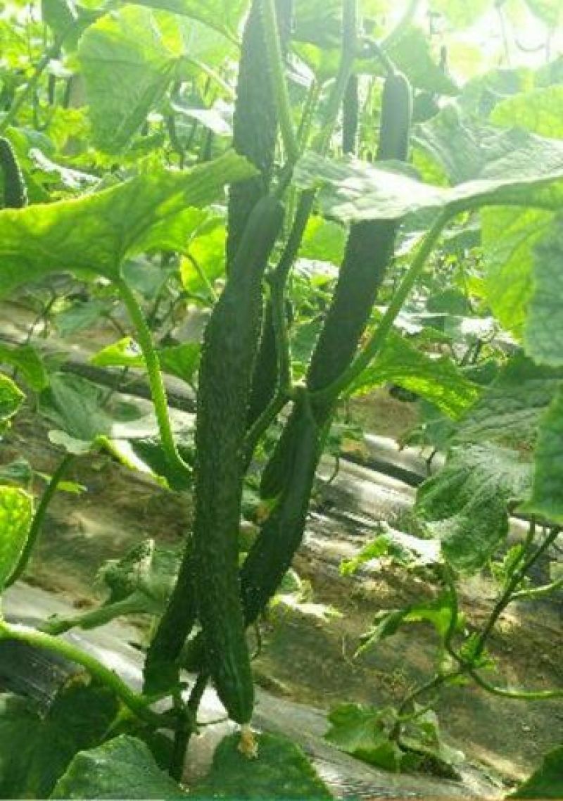 河南夏邑密刺黄瓜，产地直销，代发商超，电商直供