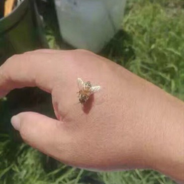 椴树蜜