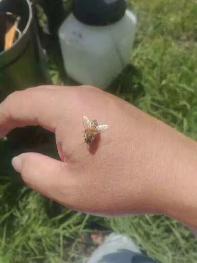 椴树蜜