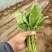 越冬菠菜25~30厘米