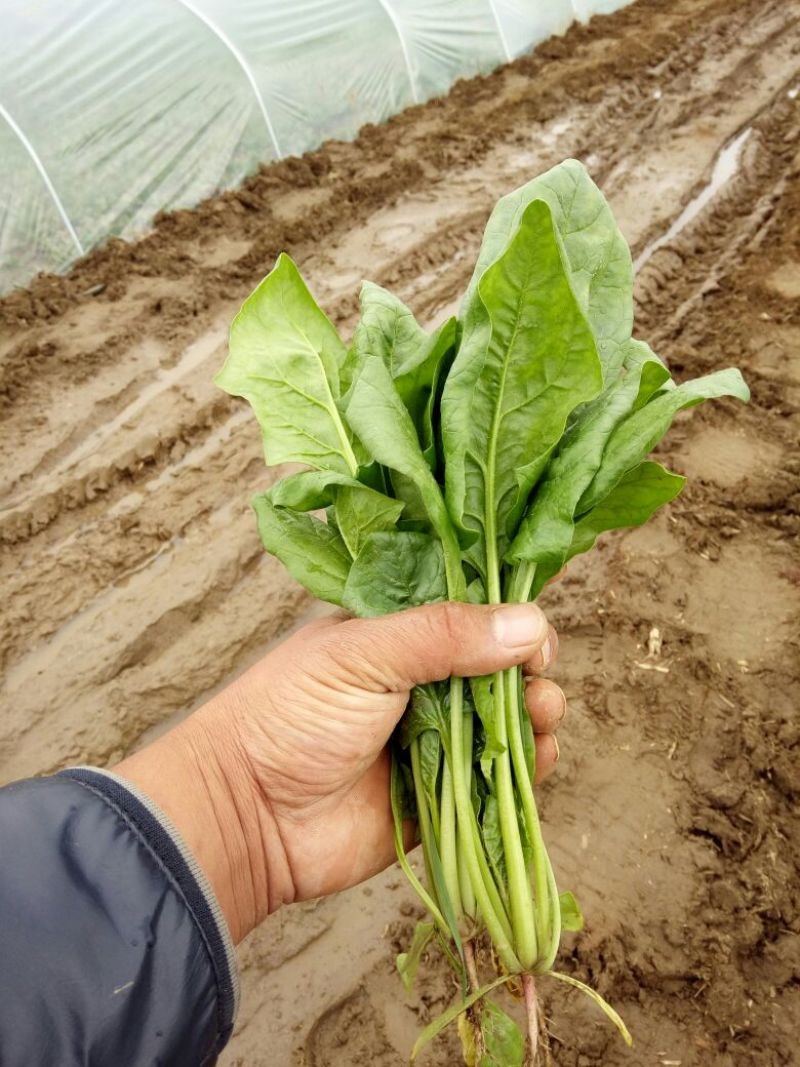 越冬菠菜25~30厘米