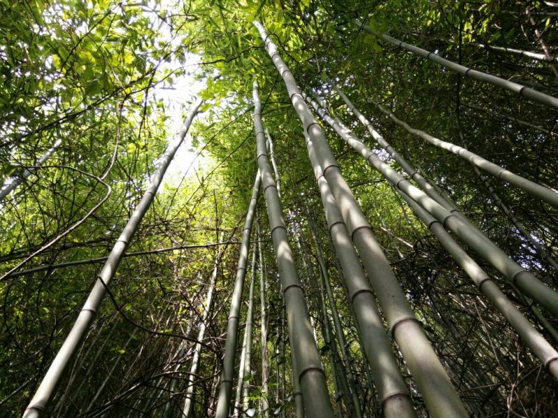 竹竿8米，是制作各种编织品优良资源