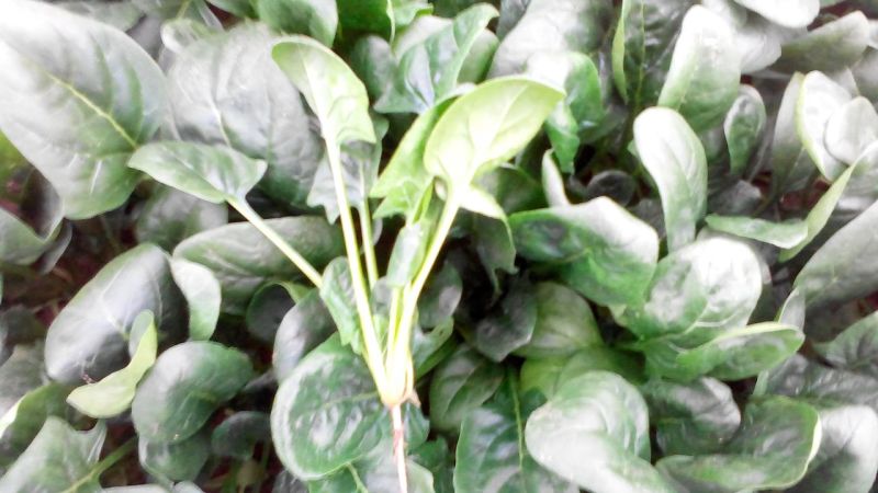 黑叶菠菜15~20厘米