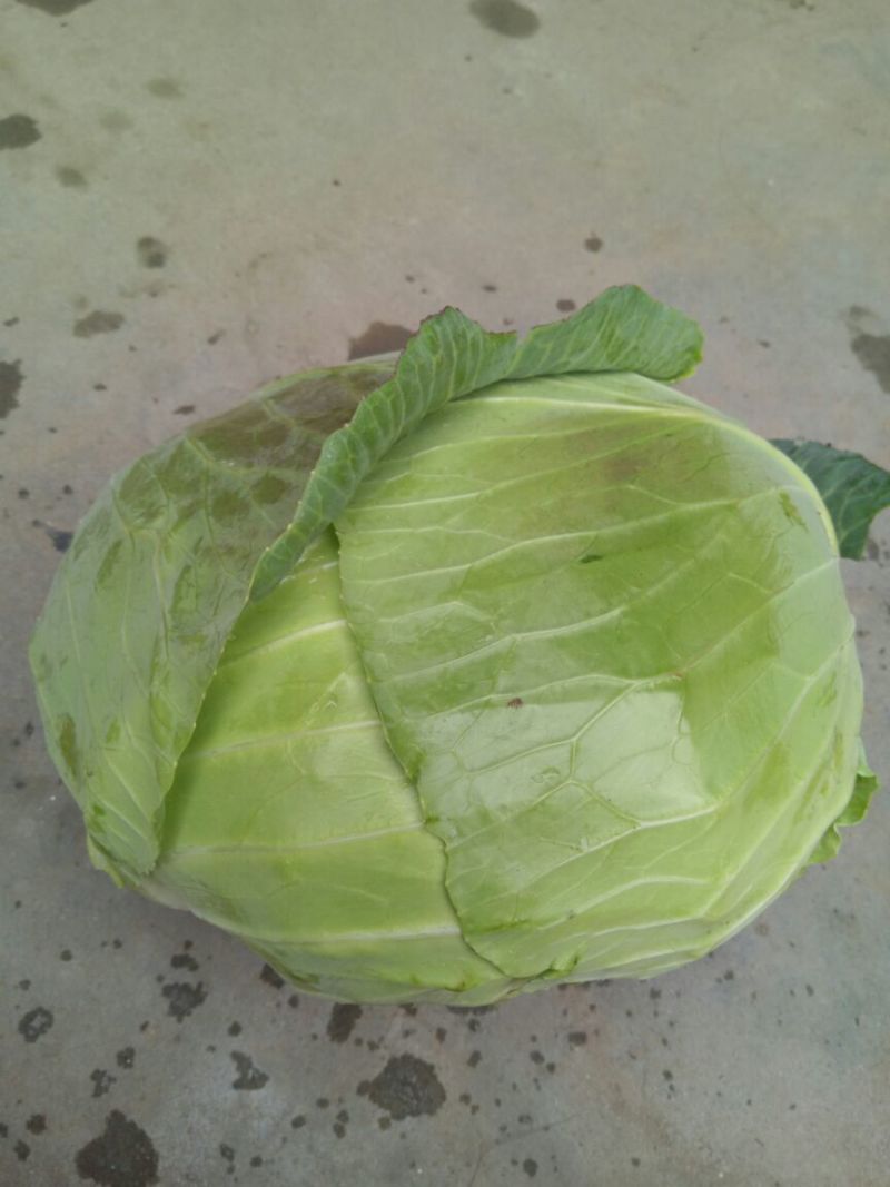 甘蓝包菜扁包菜翠嫩清秀质优量大千亩基地