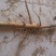 油牡丹苗20~30cm