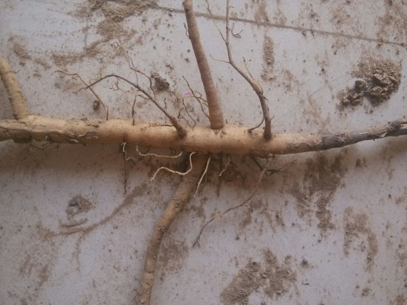 油牡丹苗20~30cm