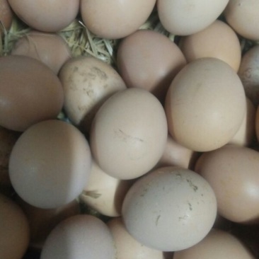 土鸡蛋食用50~60g