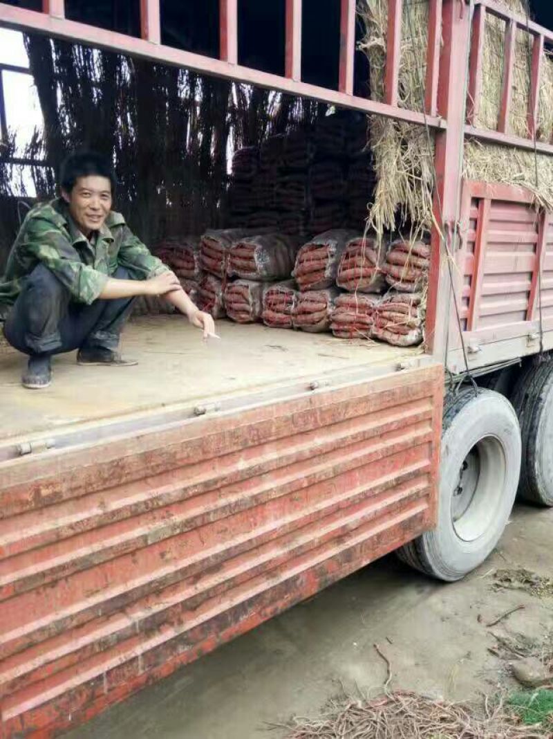 红薯黄心3两以上