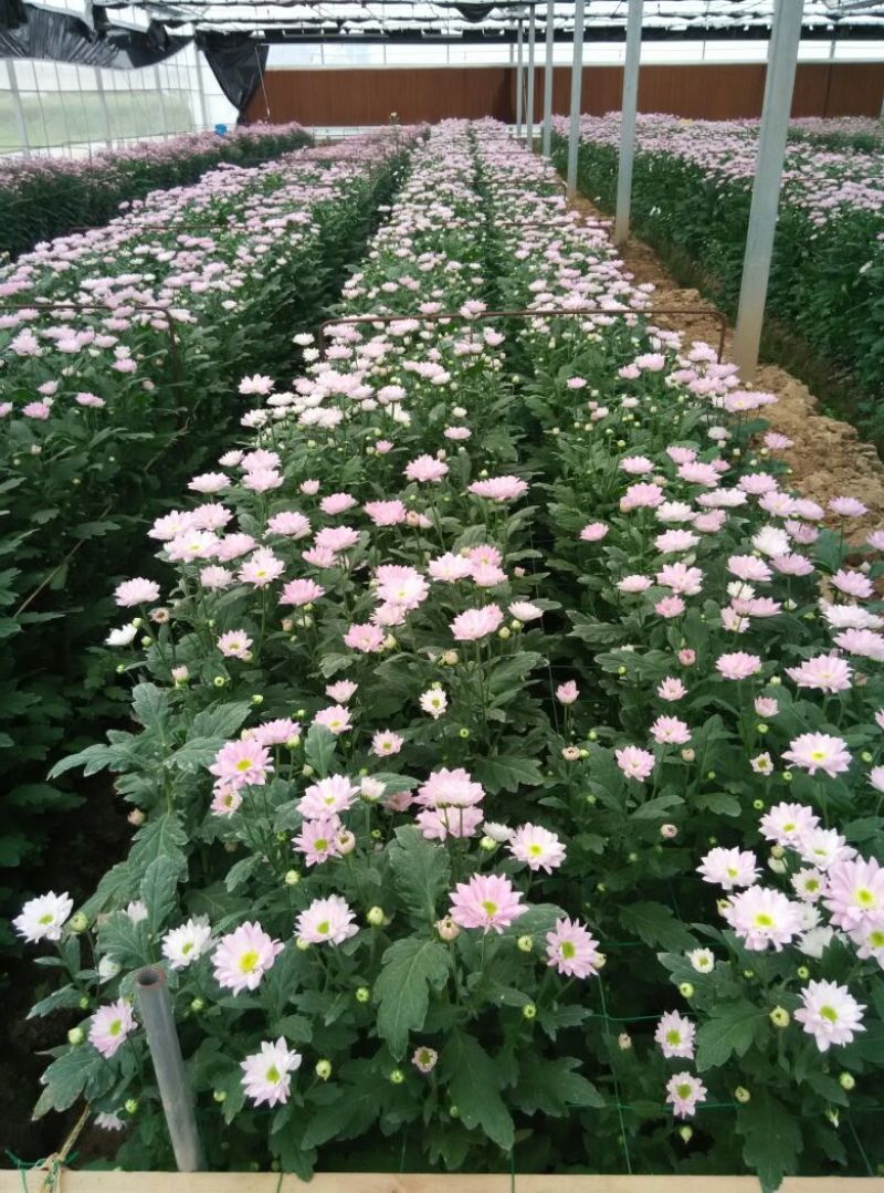 菊花鲜切花30~50cm