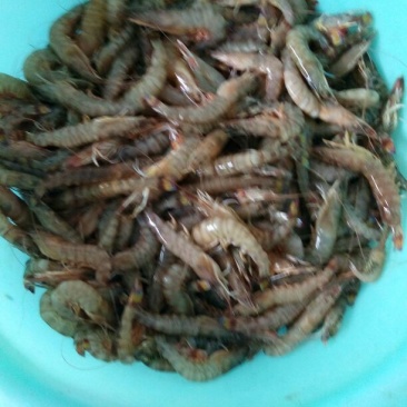 基围虾食用冰鲜虾