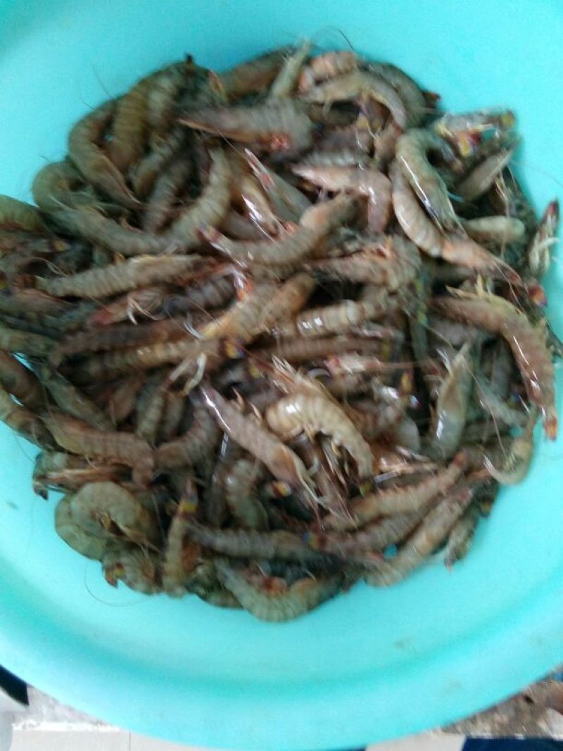 基围虾食用冰鲜虾