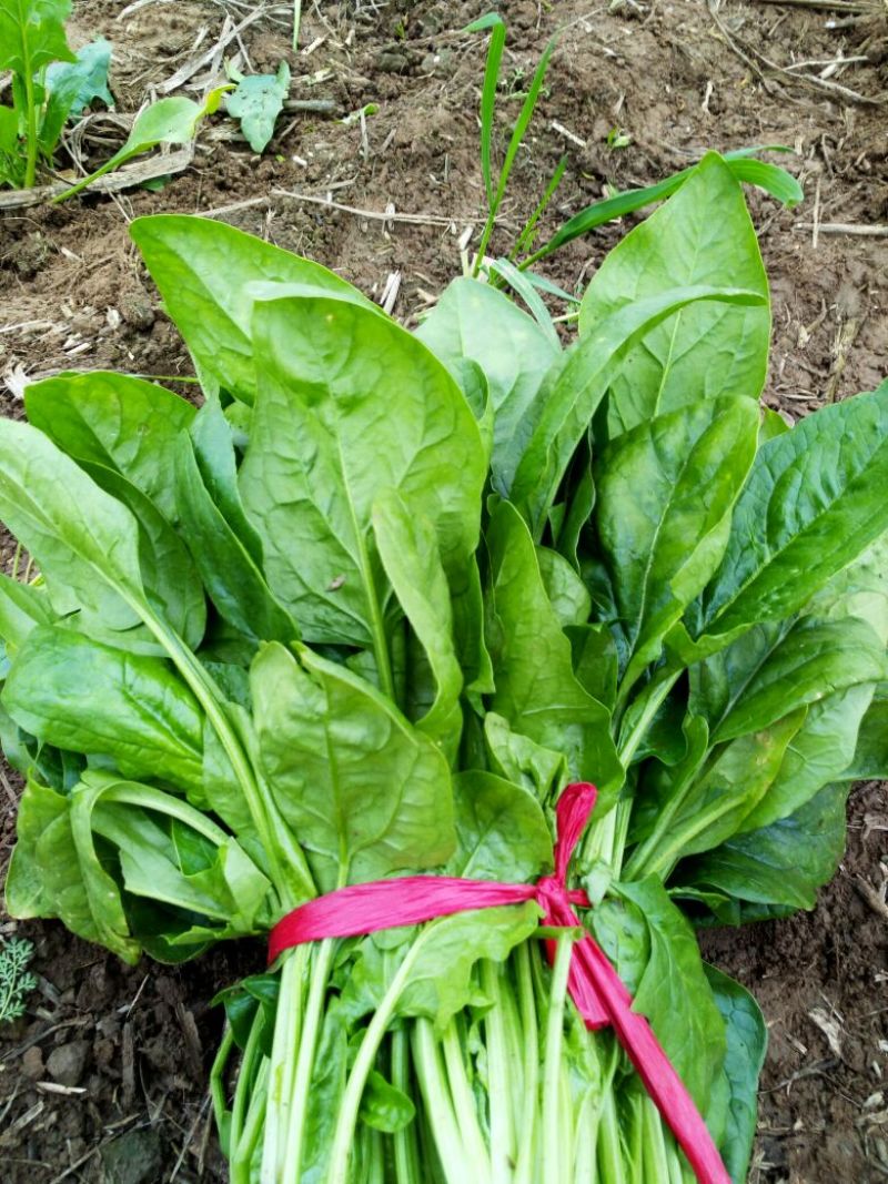 大叶菠菜25~30厘米