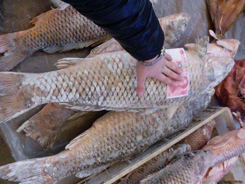 鲤鱼食用3公斤以上