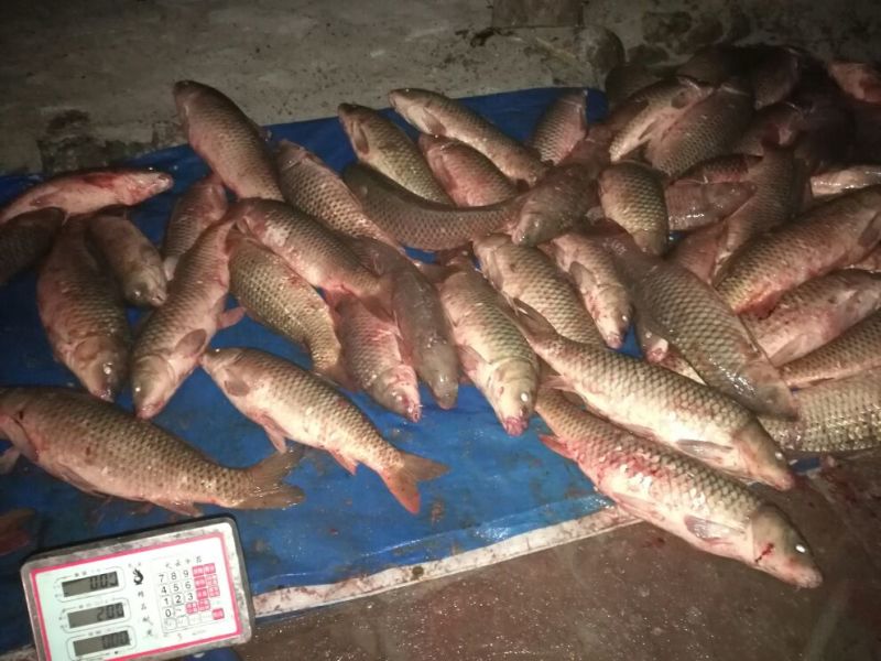 河鲤鱼食用3公斤以上