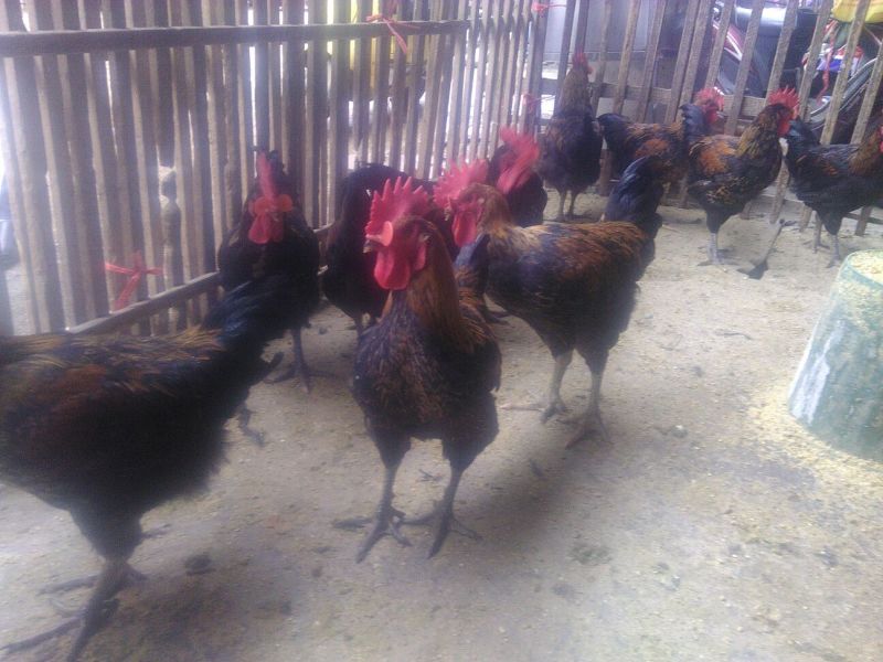 鸡苗1斤以下