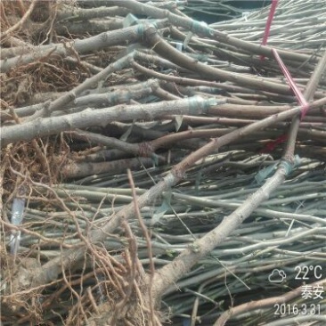 桃树苗80cm以上