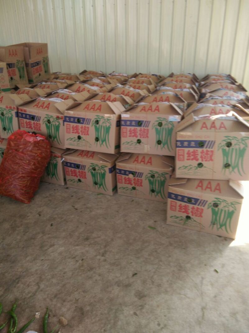 鲜辣椒10~15厘米青中辣