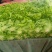 庞瑞亭蔬菜购销公司长年大量供应精品生菜，意大利