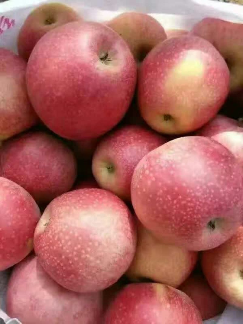 陕西秦冠苹果，光果秦冠，纸代秦冠冷库大量有贷