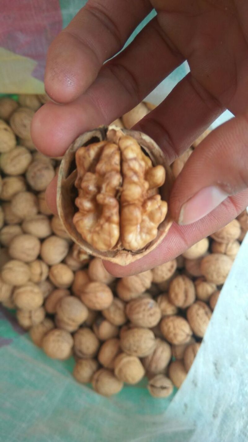 薄皮核桃去皮