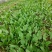 大叶菠菜10~15厘米