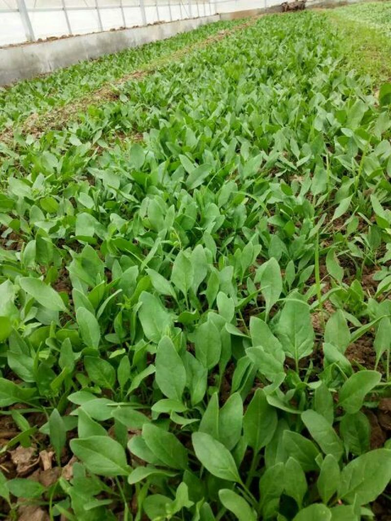 大叶菠菜10~15厘米