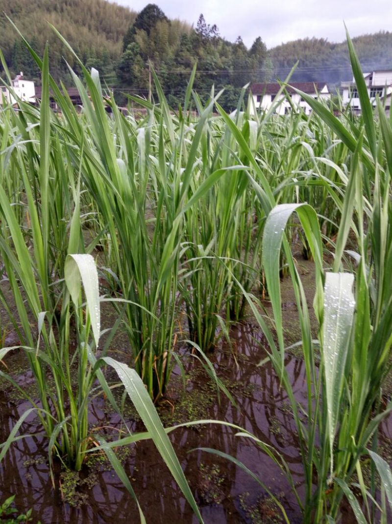 美人茭带壳