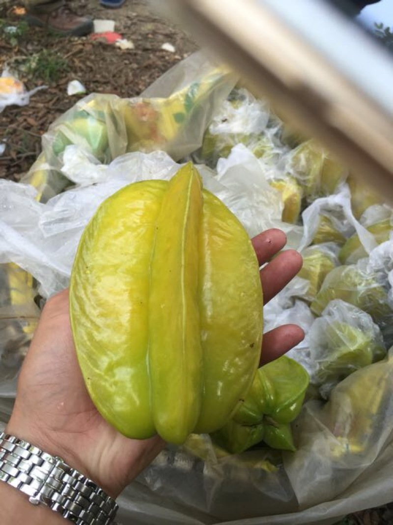 红杨桃