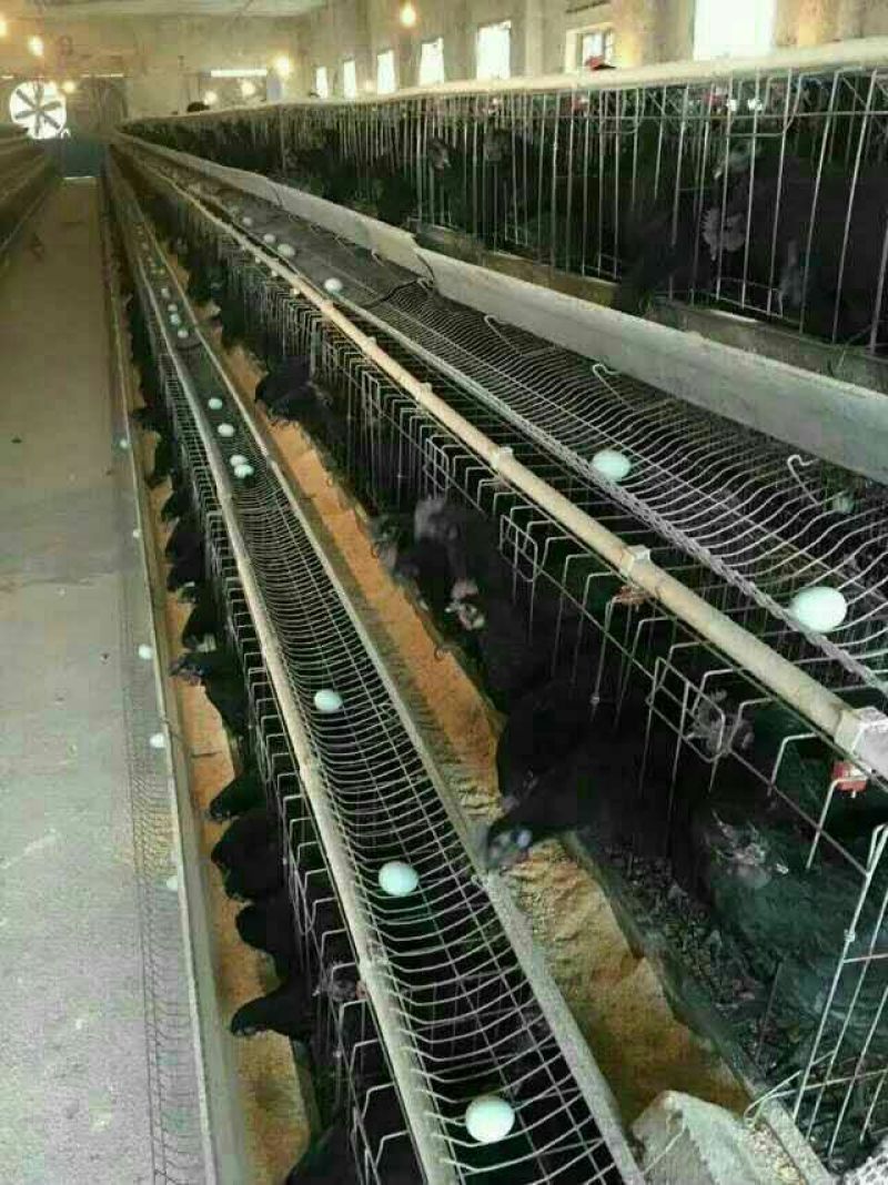 绿壳蛋鸡苗1斤以下