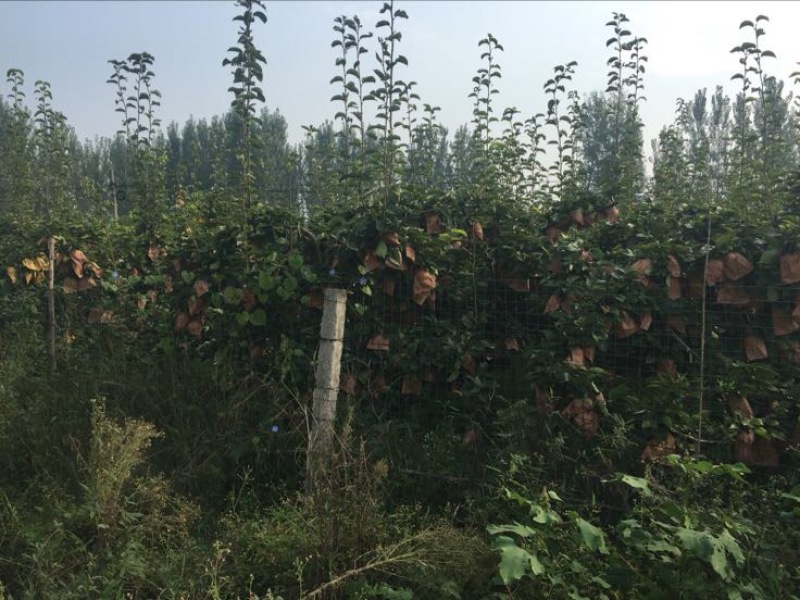 晚秋黄梨