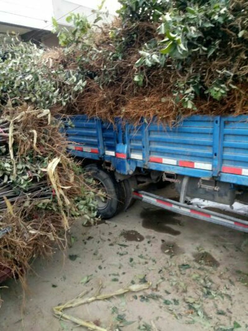 烟富10号苹果树苗80cm以上