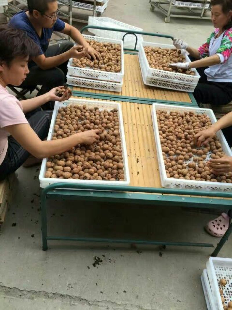 纸皮核桃30mm以上去皮