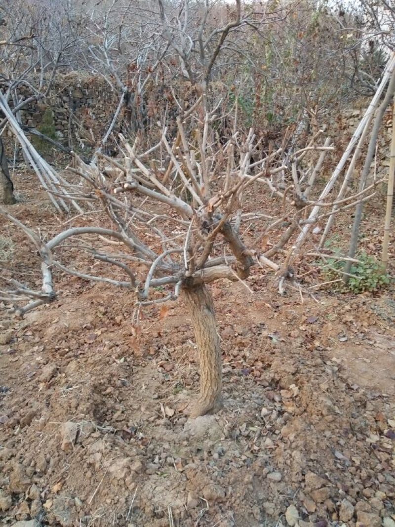 锦带80~100cm
