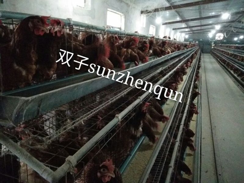 普通鸡蛋食用50g以下