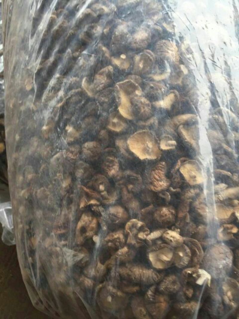 808香菇3cm以上