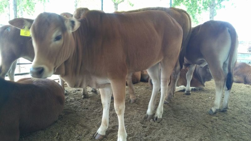 鲁西黄牛犊100~200kg