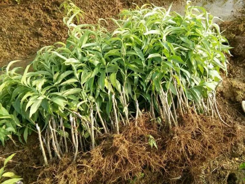 精品水蜜桃树苗50~70cm，规格齐全大量现货，基地直发