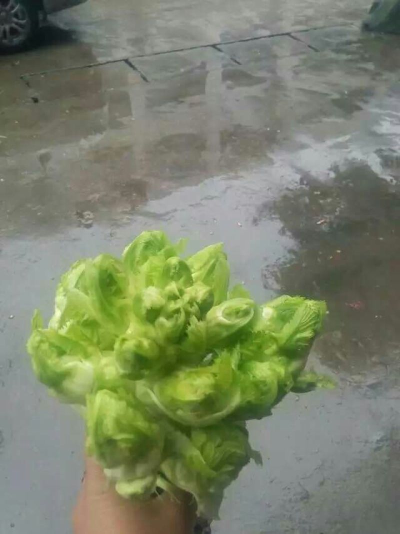 儿菜5两以上