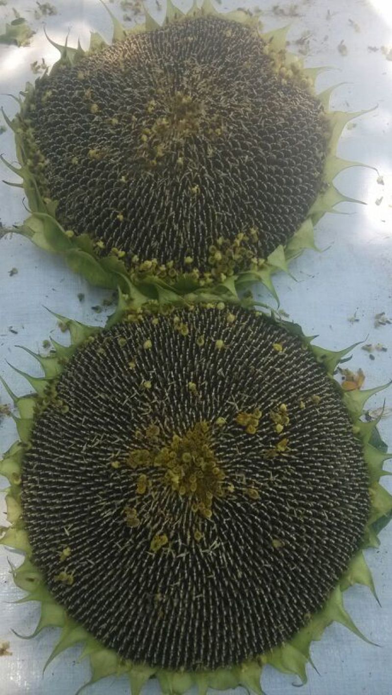 向日葵花盘