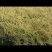 稻花香新米特级