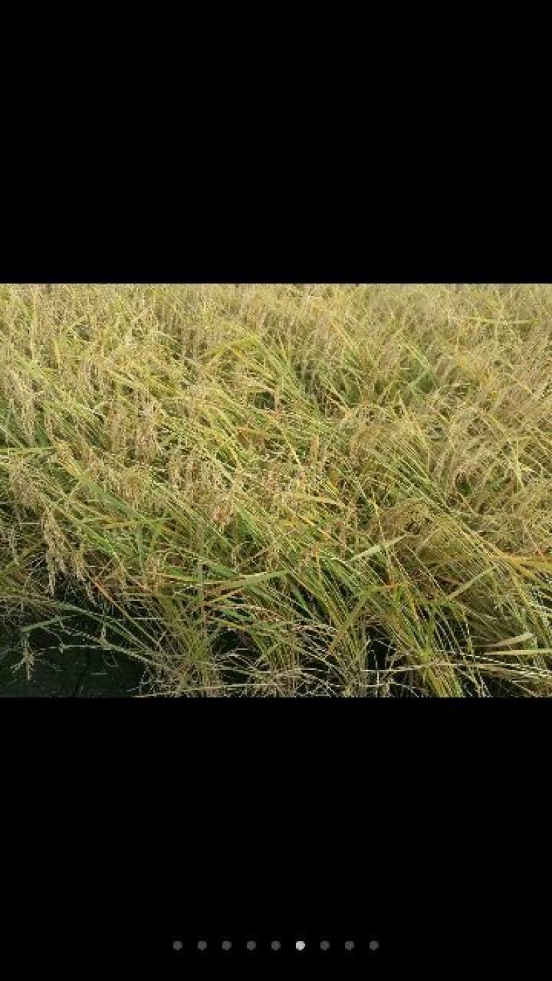 稻花香新米特级