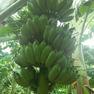 粉蕉八成熟